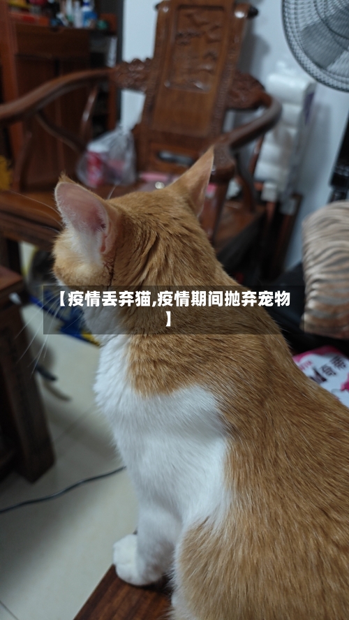 【疫情丢弃猫,疫情期间抛弃宠物】