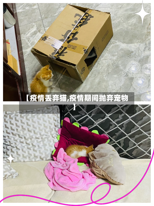 【疫情丢弃猫,疫情期间抛弃宠物】-第2张图片