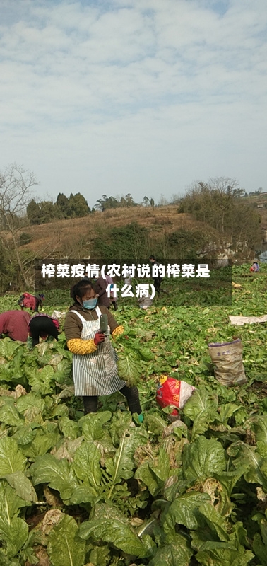 榨菜疫情(农村说的榨菜是什么病)-第2张图片