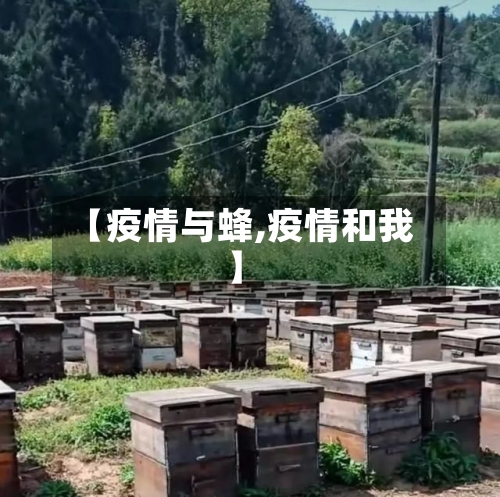 【疫情与蜂,疫情和我】