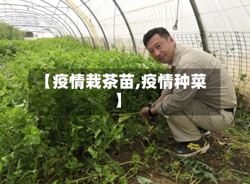 【疫情栽茶苗,疫情种菜】
