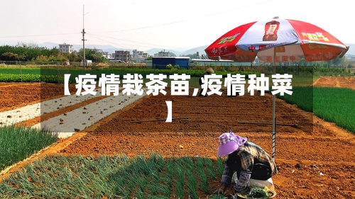 【疫情栽茶苗,疫情种菜】-第2张图片