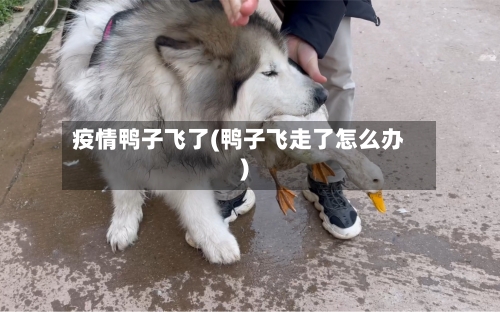 疫情鸭子飞了(鸭子飞走了怎么办)-第2张图片