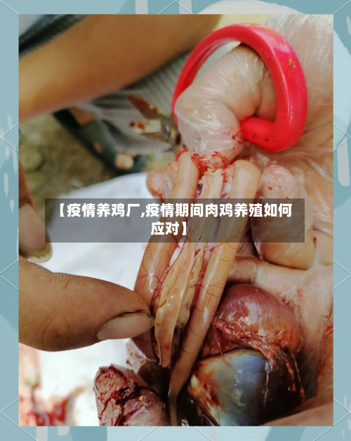 【疫情养鸡厂,疫情期间肉鸡养殖如何应对】-第2张图片
