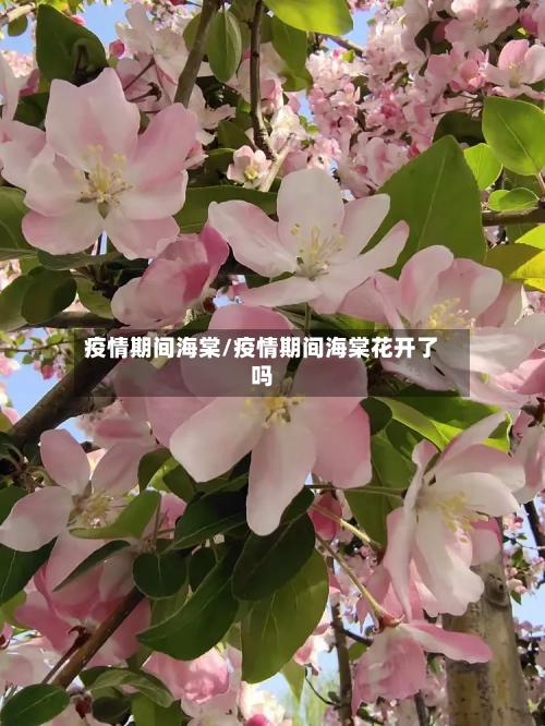疫情期间海棠/疫情期间海棠花开了吗-第2张图片
