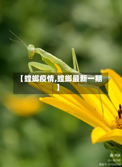 【螳螂疫情,螳螂最新一期】-第2张图片