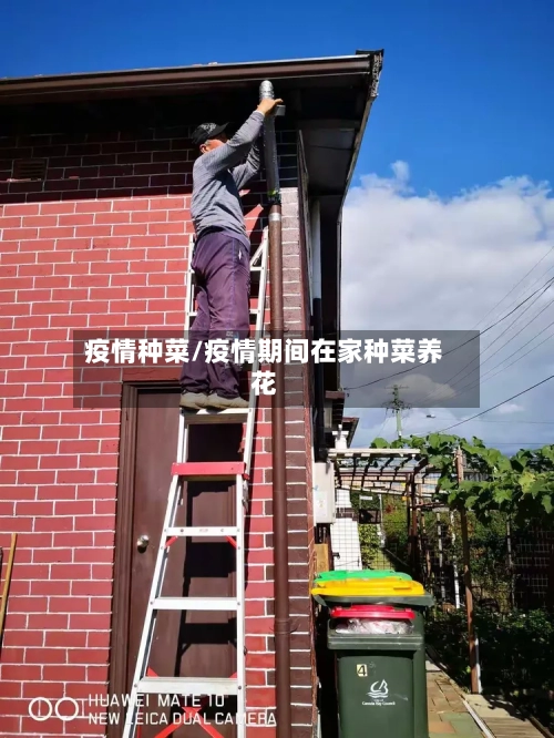 疫情种菜/疫情期间在家种菜养花