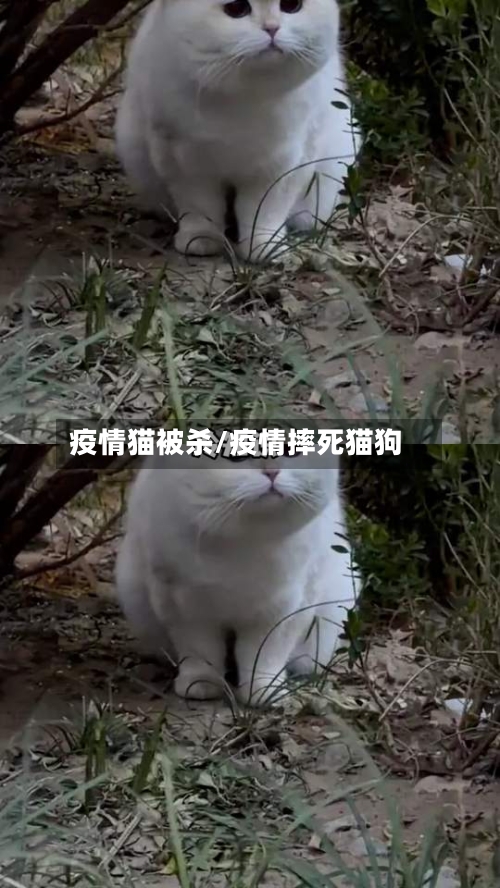 疫情猫被杀/疫情摔死猫狗-第2张图片