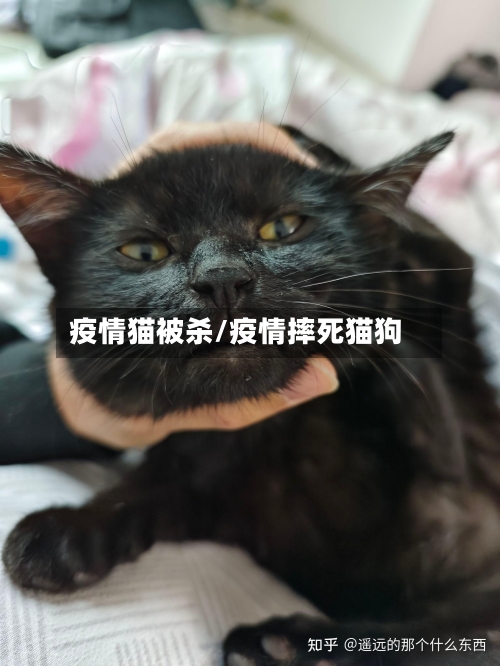 疫情猫被杀/疫情摔死猫狗