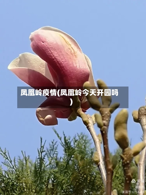 凤凰岭疫情(凤凰岭今天开园吗)