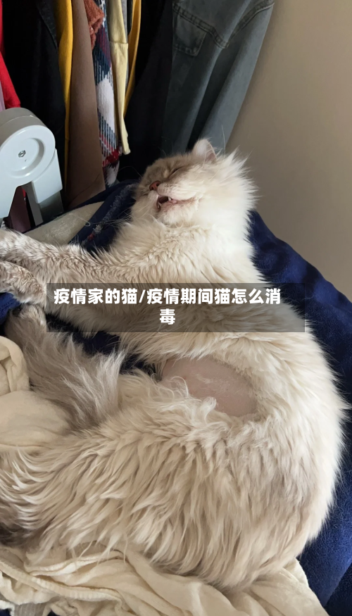 疫情家的猫/疫情期间猫怎么消毒