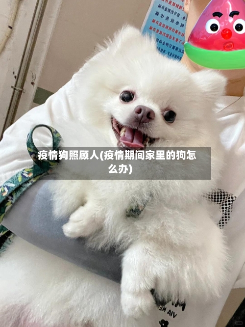 疫情狗照顾人(疫情期间家里的狗怎么办)-第2张图片