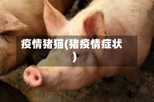 疫情猪猫(猪疫情症状)