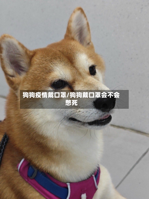 狗狗疫情戴口罩/狗狗戴口罩会不会憋死