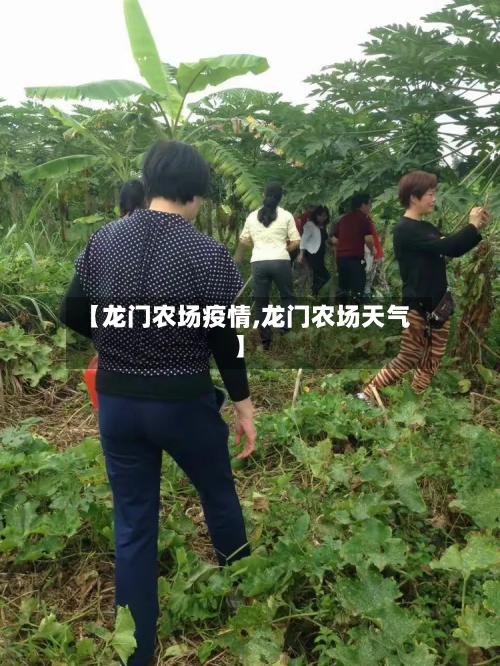 【龙门农场疫情,龙门农场天气】