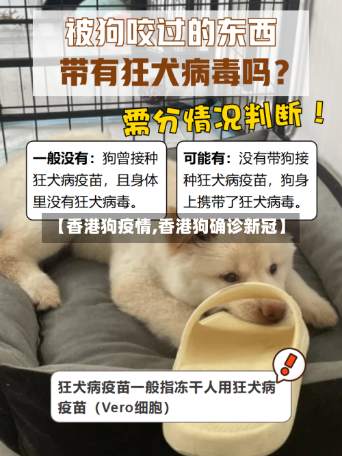 【香港狗疫情,香港狗确诊新冠】