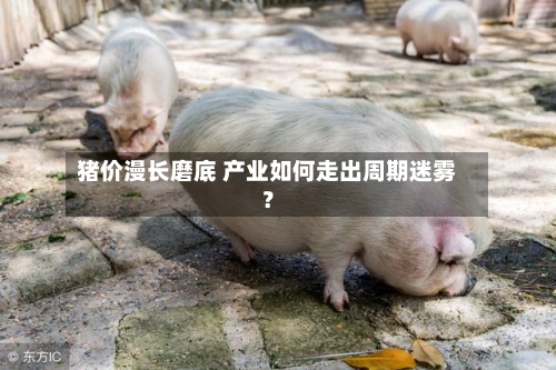 猪价漫长磨底 产业如何走出周期迷雾？