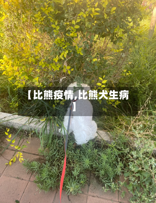 【比熊疫情,比熊犬生病】