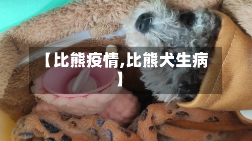 【比熊疫情,比熊犬生病】-第3张图片