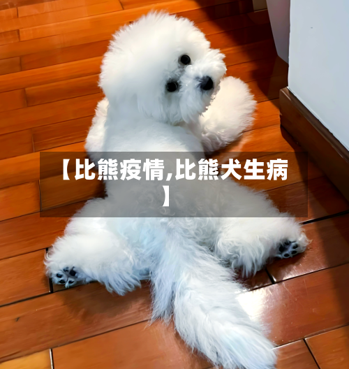 【比熊疫情,比熊犬生病】-第2张图片