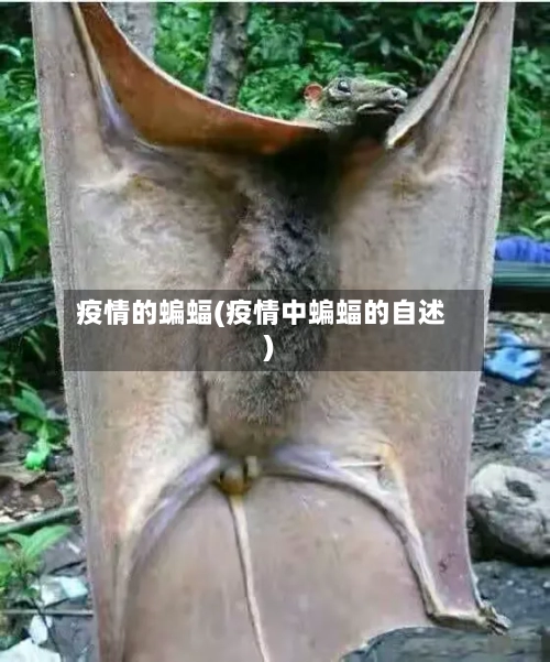 疫情的蝙蝠(疫情中蝙蝠的自述)-第3张图片