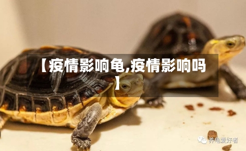 【疫情影响龟,疫情影响吗】-第2张图片