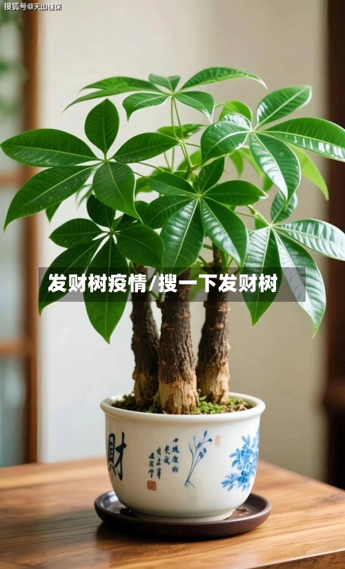 发财树疫情/搜一下发财树