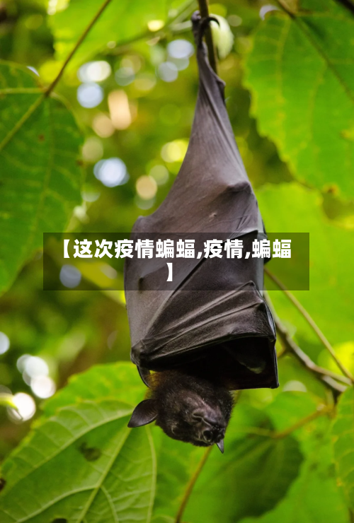 【这次疫情蝙蝠,疫情,蝙蝠】