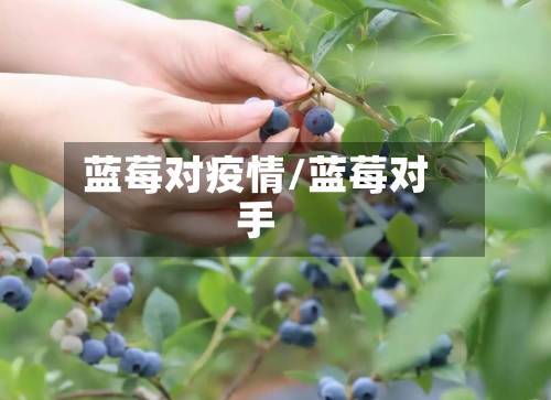 蓝莓对疫情/蓝莓对手-第2张图片