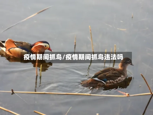 疫情期间抓鸟/疫情期间抓鸟违法吗-第2张图片