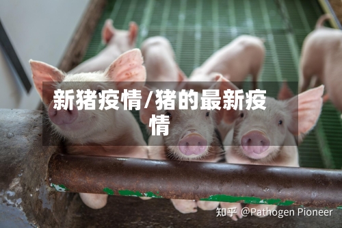 新猪疫情/猪的最新疫情