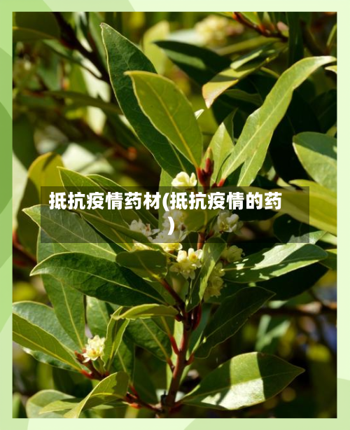抵抗疫情药材(抵抗疫情的药)-第3张图片