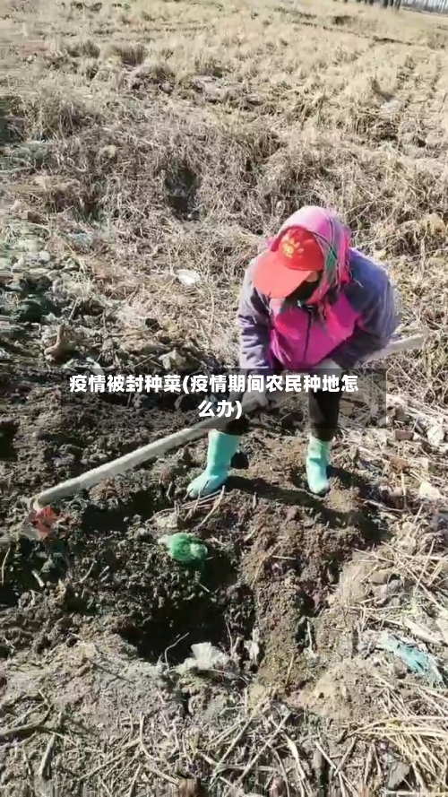 疫情被封种菜(疫情期间农民种地怎么办)