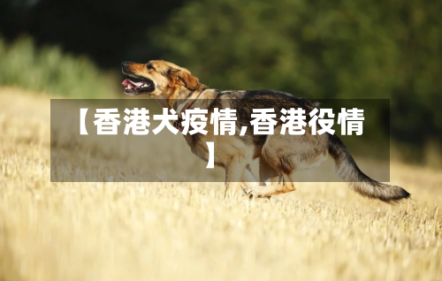 【香港犬疫情,香港役情】-第3张图片