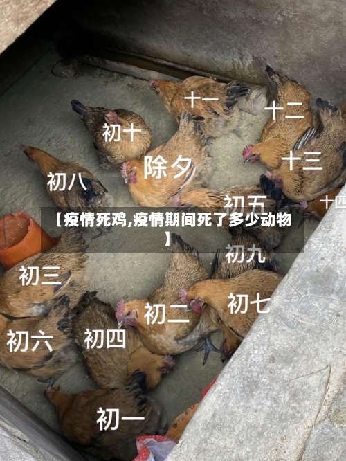 【疫情死鸡,疫情期间死了多少动物】-第2张图片