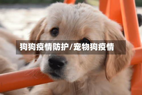 狗狗疫情防护/宠物狗疫情-第2张图片