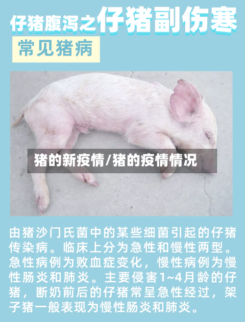 猪的新疫情/猪的疫情情况