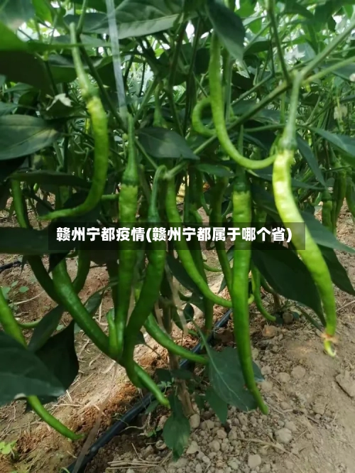 赣州宁都疫情(赣州宁都属于哪个省)-第2张图片