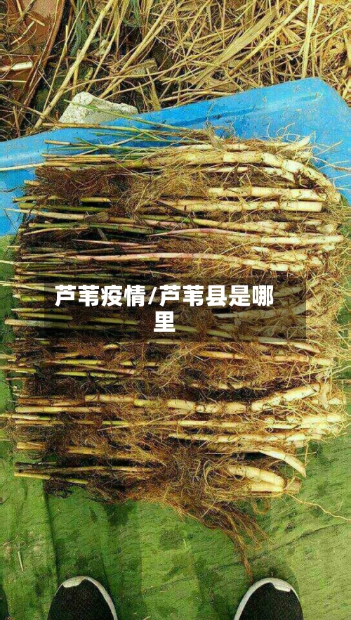 芦苇疫情/芦苇县是哪里-第3张图片