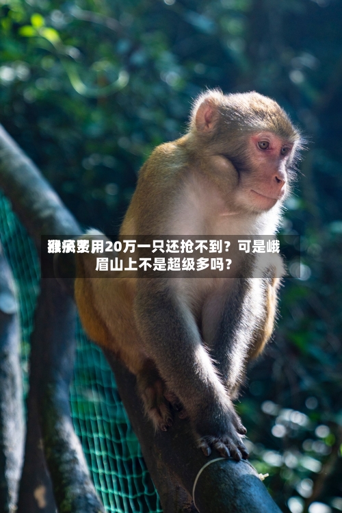 猴子费用涨疯了，20万一只还抢不到？可是峨眉山上不是超级多吗？