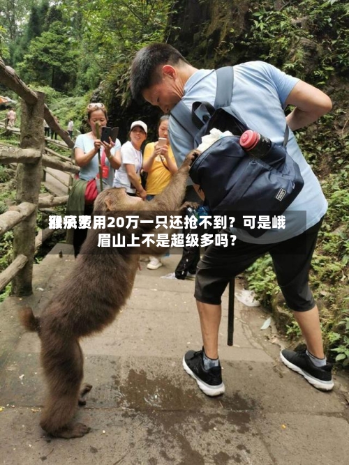 猴子费用涨疯了	，20万一只还抢不到？可是峨眉山上不是超级多吗？-第2张图片