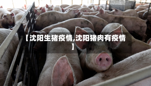 【沈阳生猪疫情,沈阳猪肉有疫情】