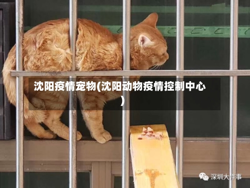 沈阳疫情宠物(沈阳动物疫情控制中心)-第2张图片