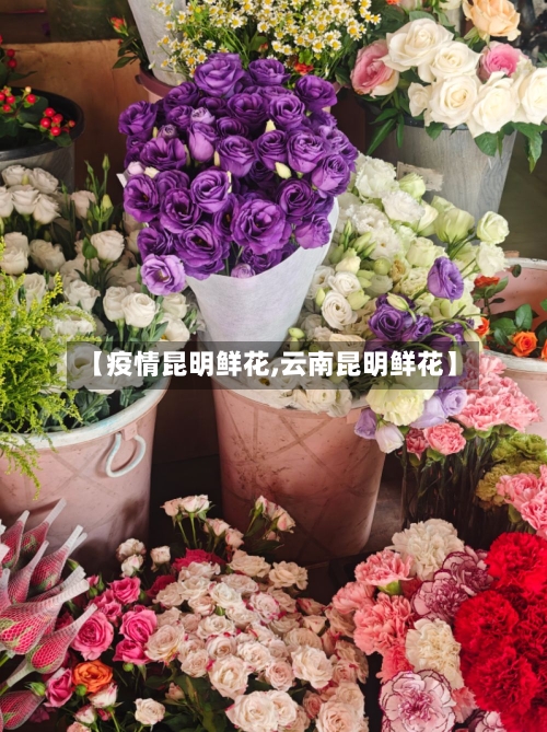 【疫情昆明鲜花,云南昆明鲜花】-第3张图片
