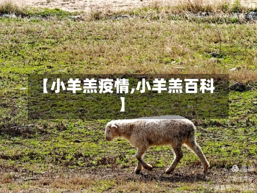 【小羊羔疫情,小羊羔百科】