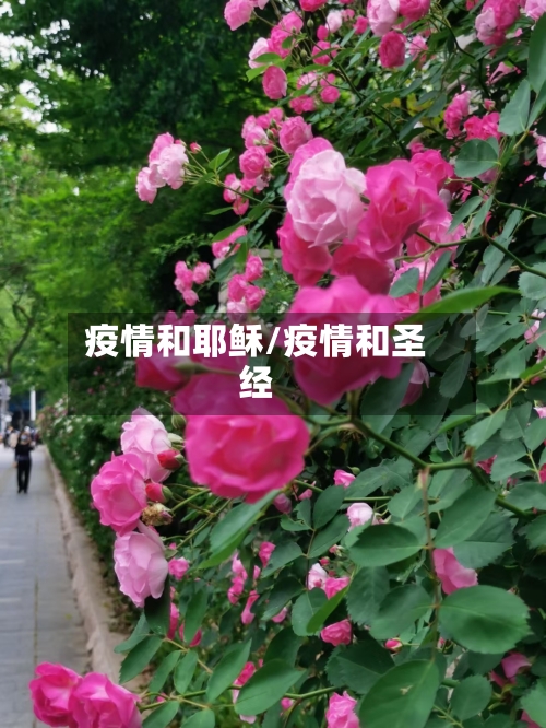 疫情和耶稣/疫情和圣经-第2张图片
