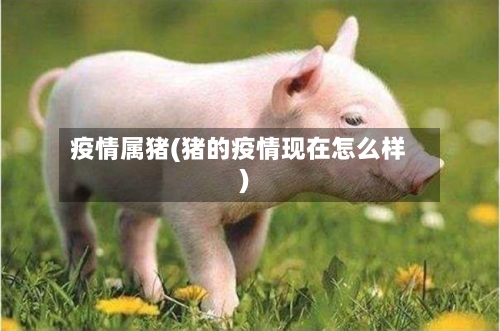疫情属猪(猪的疫情现在怎么样)-第2张图片