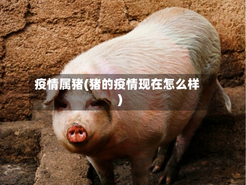 疫情属猪(猪的疫情现在怎么样)