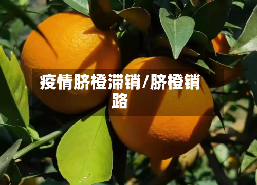 疫情脐橙滞销/脐橙销路-第3张图片