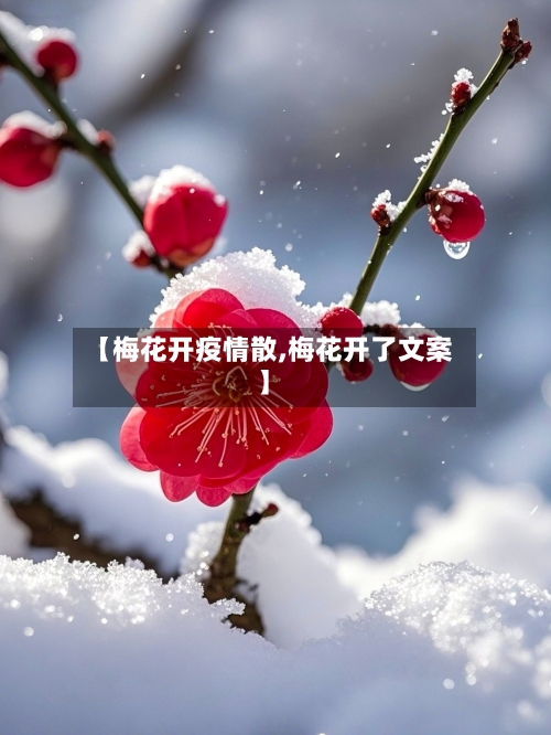 【梅花开疫情散,梅花开了文案】